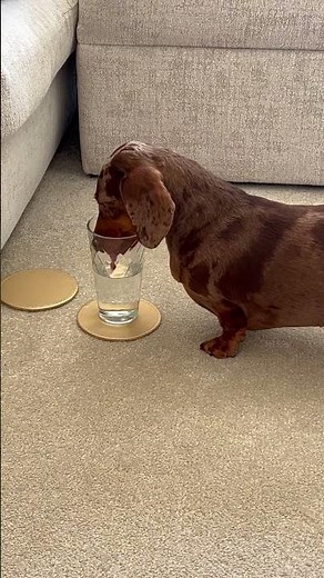 Dachshund is drinking water out of woman's cup!