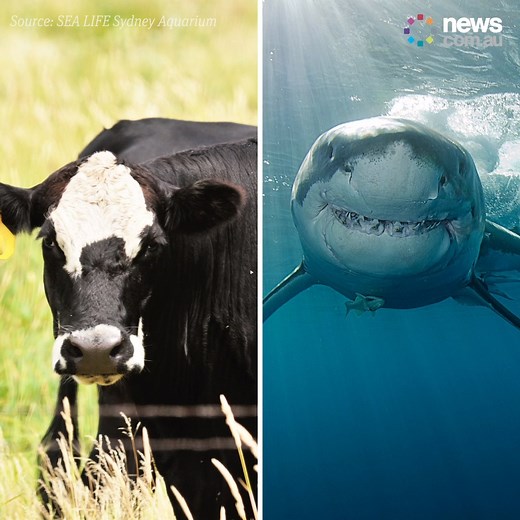 Did you know cows kill more people per year than sharks? | News.com.au
