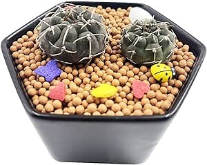 2pcs Cactus Plants Green Mini Live Cactus Plants Indoor Potted Small Cactus Plants Cactus Succulent Cactus Plants Alive.