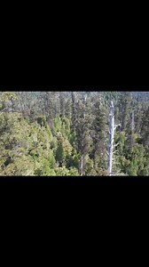 Drone footage from a stand of Eucalyptus regnans, in Tasmania. This species is the tallest flowering plant in the world. Individuals can reach heights of 100 meters (330 feet), though most "only" live 500-600 years at most. | Crime Pays But Botany Doesn't