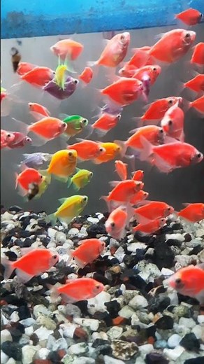Fresh water tetta fish video EP 21 #tetrafish #colorfulfish #fish #aquarium #aquariumfish
