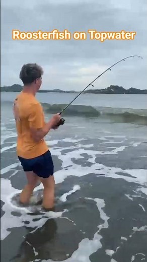 The perfect topwater strike on a roosterfish beach fishing Costa Rica #fishing #bigfish