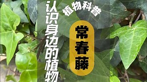 植物科普 I 常春藤