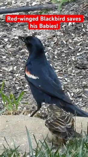 Red-winged Blackbird saves Baby Blackbirds #redwingedblackbird