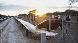 cow eating in the feedlot. the cow eats, in slow motion, with the sunset in a field.