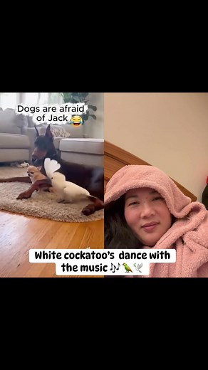 White cockatoo was dancing to the music with the dogs behind him 😅😍😻❤️ #parrot #fbviralpost2025シ #fbreels2025ツ #highlightseveryonefollowers #everyone #dogsofinstagram #doglife | Carder Nhym