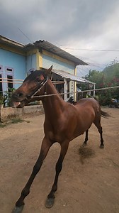 Tidak mau diam🐎 Bhumi Mahamarga | Man Andom