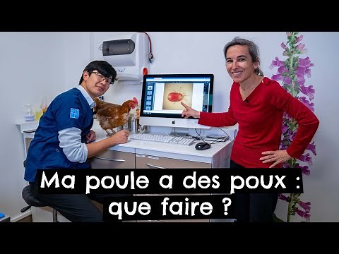 My hen has lice: what should I do? 🐔