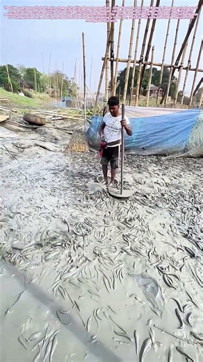 Harvesting Mud Puddles: The Physics of Draining a Fish Pond