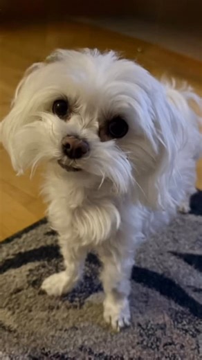 🐾 Lillyfee – Kleine Malteser-Prinzessin 👑 on Instagram: "Nicht jeder muss mich mögen. Aber wer’s tut, ist auf der sicheren Seite 😌😉"