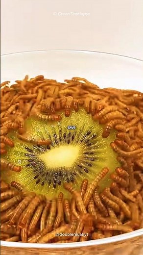 This Tiny Worm Could Save the Planet 🌍 | Meal Worms 🪱