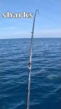 Is the World Overpopulated with Sharks? What Do You Think…? #sharks #fishing #saltwater #shorts