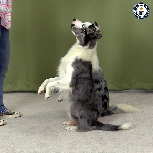 Brilliant border collies Wish and Halo are a dymanic duo who've set a record for the most tricks in a minute. Look at these dogs go! | Guinness World Records