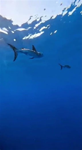 Can the shark catch the world's fastest fish? 🏁🦈