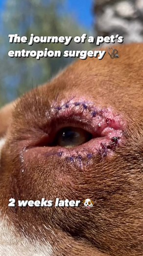 The journey of an entropion correction 😛🩺 Entropion is an abnormality of the eyelid where the eyelid rolls inward. This inward rolling often causes the hair on the eyelid to rub against the eyeball all the time 😱resulting in pain, corneal ulcers, perforations, or other lesions developing on the cornea 😬 This is usually a hereditary disorder with breeds like: Bassette Hound, Bulldog, Cocker Spaniel, Golden Retriever, Great Dane, Irish Setter, Japanese Chin, Labrador Retriever, Mastiff, Peking