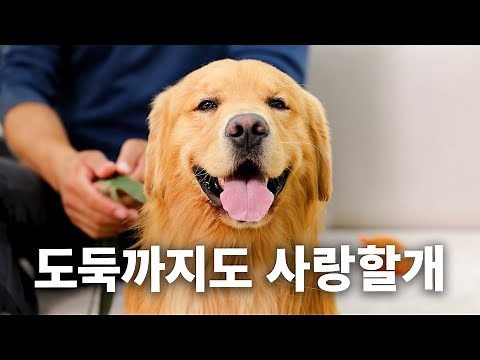 They'd do anything for you | Dog Encyclopedia Golden Retriever