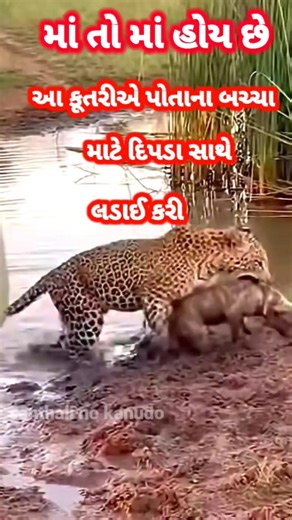 માં તો માં હોય છે કુતરી એ તેના બચ્ચા માટે દીપડા સાથે યુદ્ધ કર્યું || #shorts #animals #shortvideo