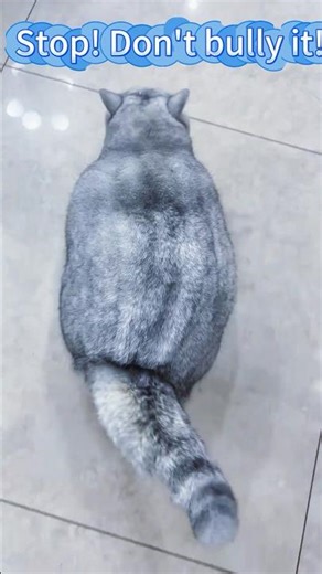 This is the fattest cat I've ever seen.#cat#cute#funny#foryou