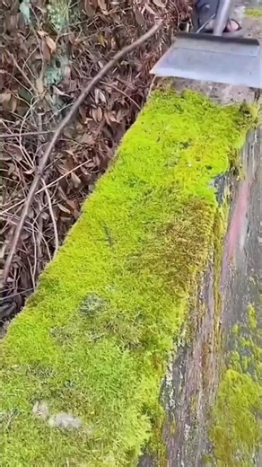 Say Goodbye to Stubborn Moss with This Simple Trick!