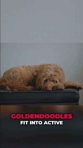 What Makes Goldendoodles The Perfect Pet?