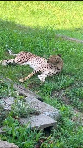 It’s that time of year when the animals are actively shedding winter covering in exchange for lighter summer attire. It can be an itchy affair. Amanda caught female cheetah “Punda” rolling. Rough ground or grass can help with relieving an itch or aligning fur after lying down or resting. 🎥 Amanda. #cheetah #cheetahroll #bestlittlezoointexas | Frank Buck Zoo