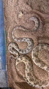 attack the enemy. How the Saharan Sand Viper snake hides to prepare for the journey to attack the enemy. #animal #animals #snake | Embrace your Heart