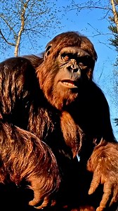 6.4K views · 75 reactions | Dinner | FUNNY MEMES & JOKES | Facebook