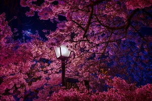 3 Perfect Poems for Climate-Shifting Spring