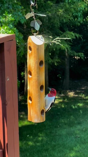 Bird Man Mel's favorite red headed woodpecker stopped by today. He loves the Songbird Essentials peanut plugs in the suet log. The handmade copper leaf hanger adds extra detail to the deck. Find them both in store. | Songbird Station