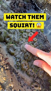 These Sea Anemones Squirt when touched! Did you know sea anemones can reproduce by splitting themselves in half and self replicating? They also can expel water as a defense mechanism, as seen here! #animals #nature #education | Jacob Colvin