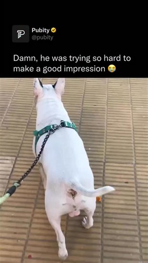 Pubity on Instagram: "😭 Small dogs often seem more aggressive because they experience fear-based aggression, as their size makes them feel vulnerable, so they bark, growl, or snap to protect themselves. This behavior, known as “small dog syndrome,” can also be reinforced by owners who unintentionally excuse or overlook bad behavior due to their dog’s size. In reality, most small dogs act out of insecurity rather than true dominance or anger. (Andislo via ViralHog) #dogs"