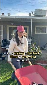 Quick Plant Ginger & Potatoes| Springtime is growing time. Grow Your own Food