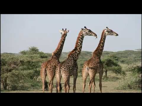 It's got... Simple Animal Descriptions & Listenig Activity