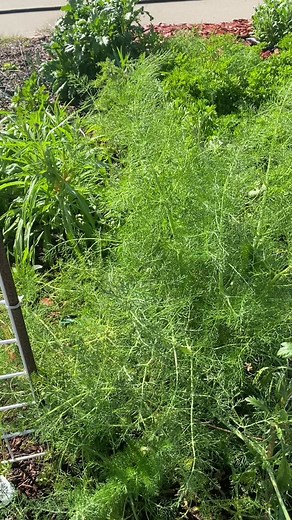 Plants to Attract Ladybugs Naturally