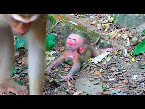 Tiny Baby Monkey Seeks Mother’s Attention While Learning to Walk Through Its First Steps