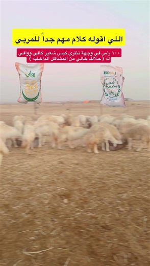 تربية الأغنام: كيس شعير كافي لـ 100 رأس