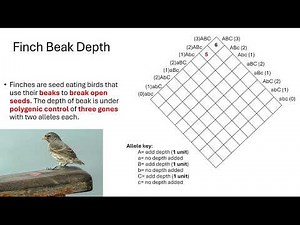 Continuous and Discontinuous variation OCR A A-Level Biology Revision