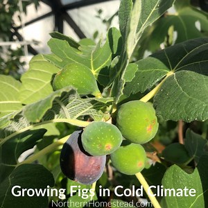 Growing Figs in Cold Climate