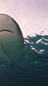 1.1K views · 16 reactions |  A Love Story Written in Salt Water ✨...