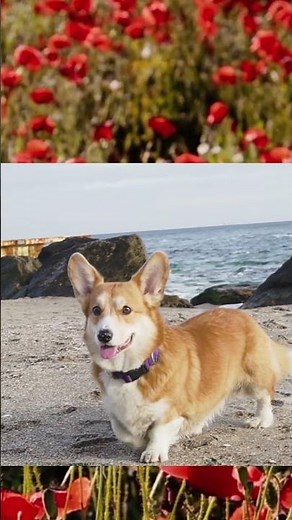 Top 5 Sødeste Hunde