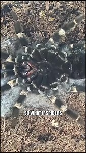 When Spiders Rule the World 🕷️ | What If