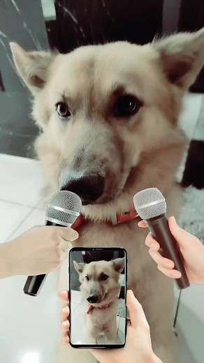 #autosketch #bellomarley #puppylove #iamchinook #chinook #australiankelpie #puppies #cutepuppy #trending #mrbellohandsome #fyp #puppiesoftiktok