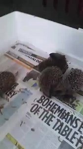 A little video of our hoglets self anointing and being generally fabulous:-) | Hedgehog rescue Dublin