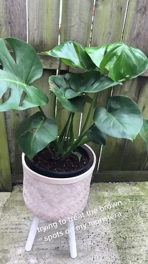 Fixing Brown Spots on Monstera Plant | Planttok Tips