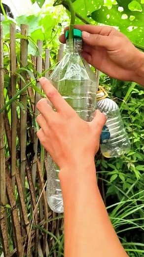 ペットボトルで保護！ヘチマ栽培の工夫