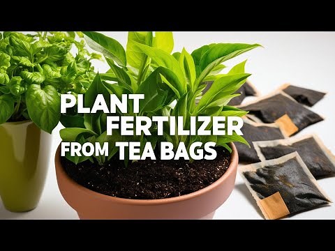Turn Used Tea Bags into Amazing Plant Fertilizer!