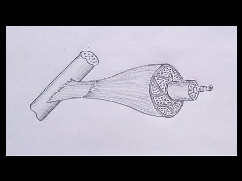 Class 10 biology experiment 12.1 drawing - Skeletal muscle drawing
