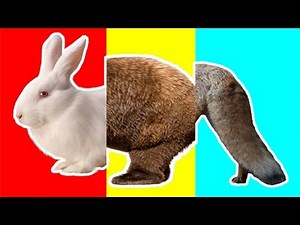 Wrong Heads Wild Animals Speed Matching Game Animals Bear Fox Kangaloo Rabbit Learn Animals for Kids