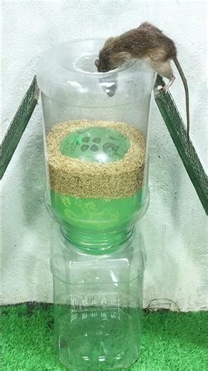 Best humane mouse trap idea easy to make #mousetrap #diy #mouse #pestcontrol #animals