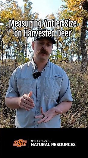 Measuring Antler Size on Harvested Deer